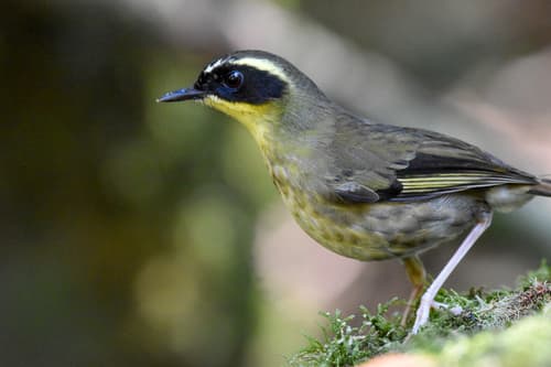 Yellow-throated Scrubwren