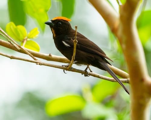 Flame-crested Tanager