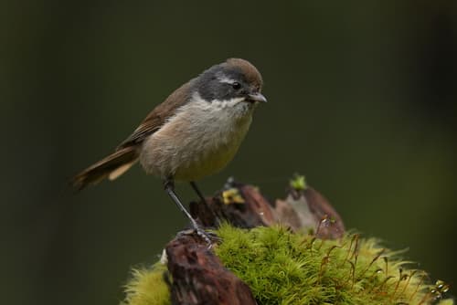 Pipipi