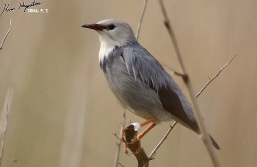 Red-billed Starling