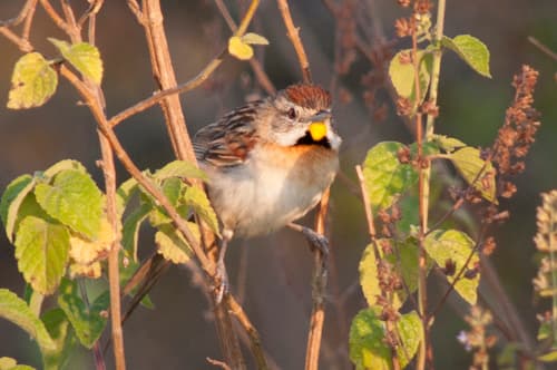 Chotoy Spinetail