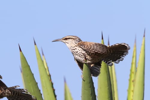 Boucard's Wren