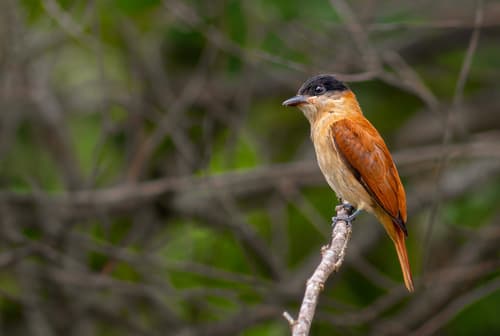 Crested Becard