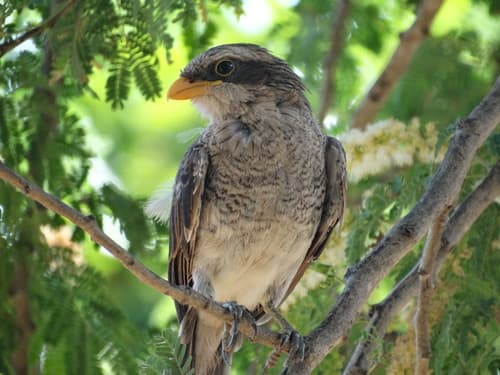Yellow-billed Shrike