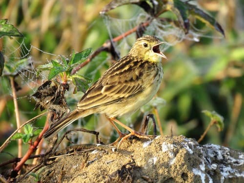 Yellowish Pipit