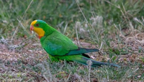 Superb Parrot