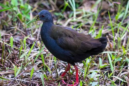 Blackish Rail