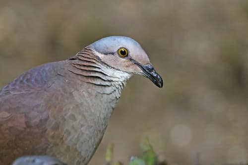 White-throated Quail-Dove