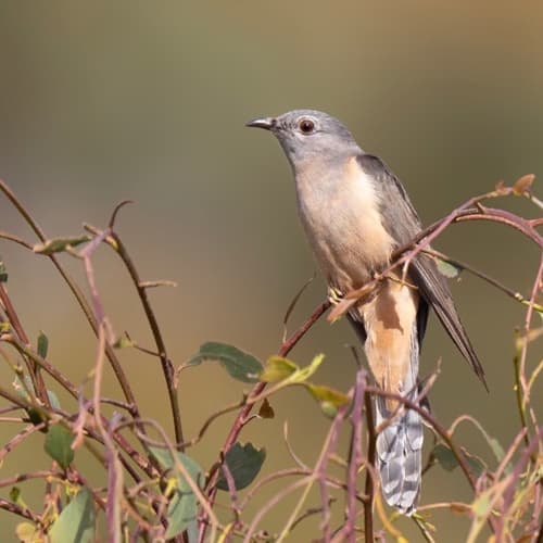 Sahul Brush Cuckoo
