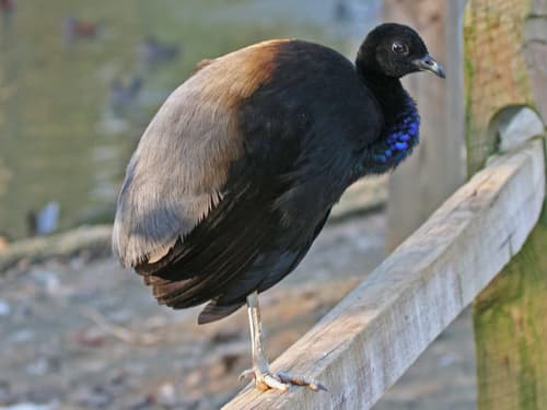 Gray-winged Trumpeter