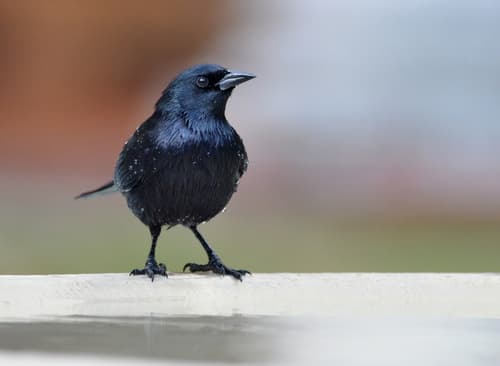 Cuban Blackbird