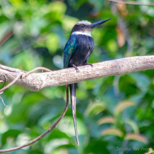 Paradise Jacamar