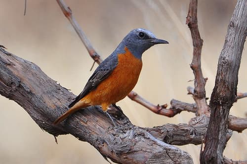 Short-toed Rock-Thrush