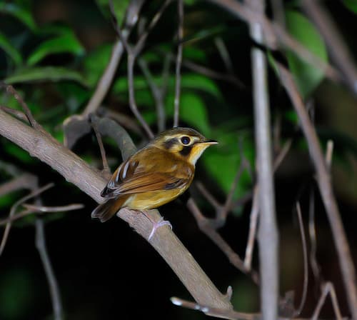White-throated Spadebill