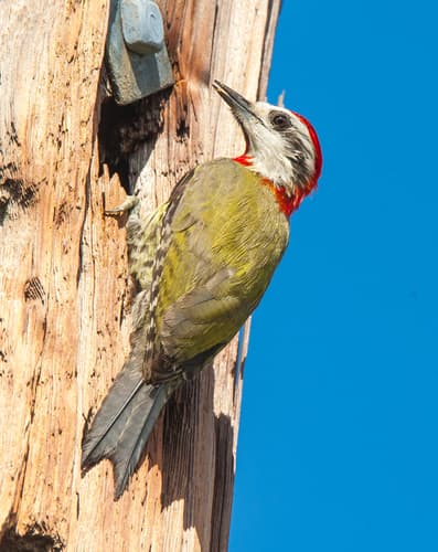 Cuban Green Woodpecker