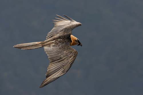 Lammergeier
