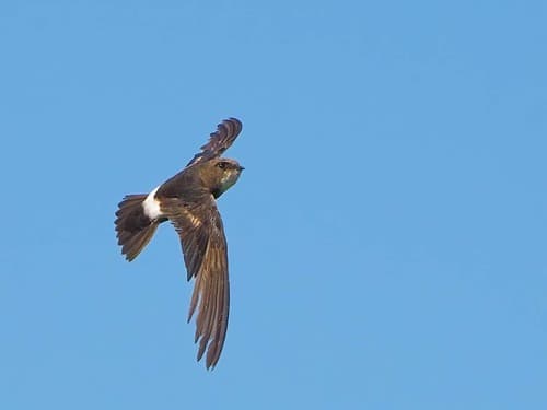 House Swift