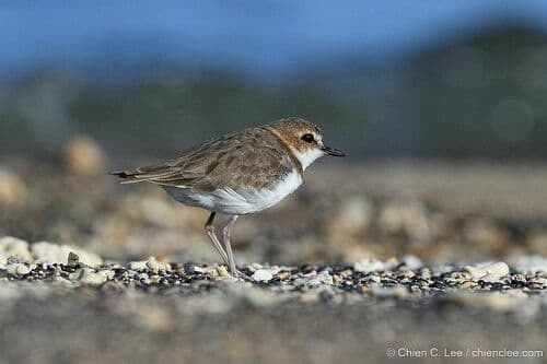 Javan Plover