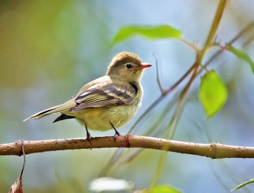 Mountain Elaenia