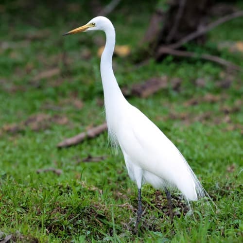 Medium Egret