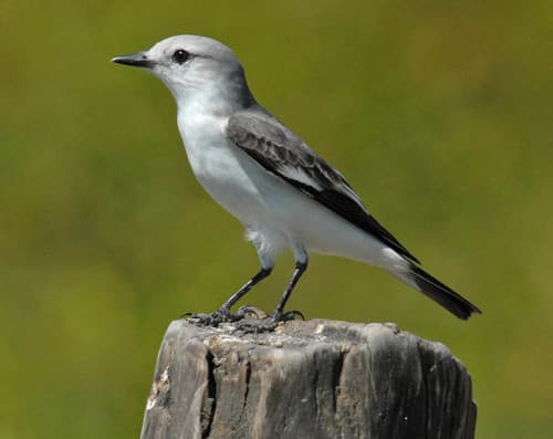 White-rumped Monjita