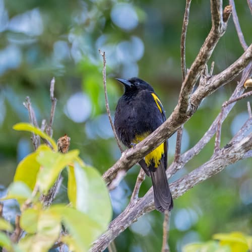Puerto Rican Oriole