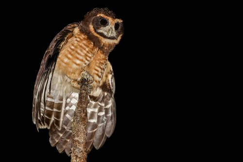 Tawny-browed Owl