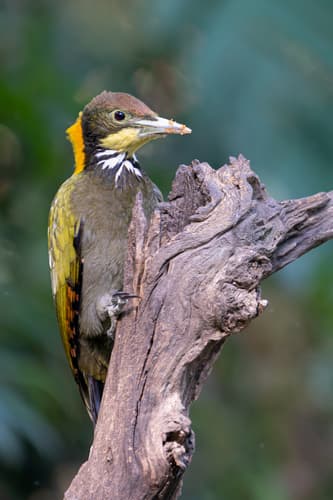 Greater Yellownape