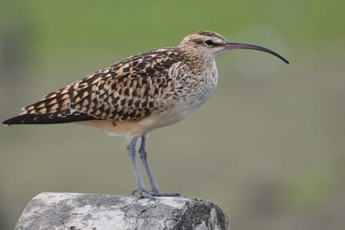 Bristle-thighed Curlew