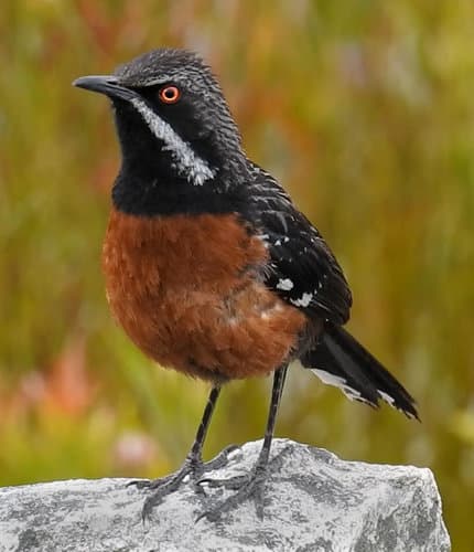Cape Rockjumper