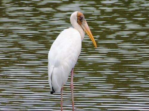 Milky Stork