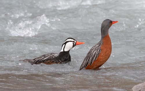 Torrent Duck