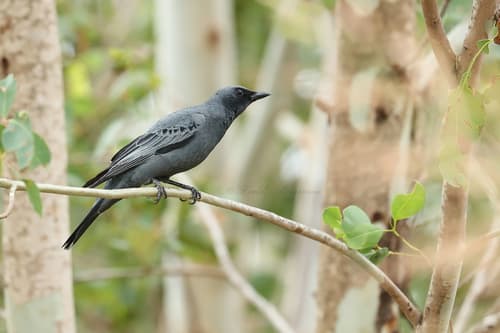 Sahul Cicadabird