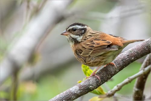 Tristram's Bunting