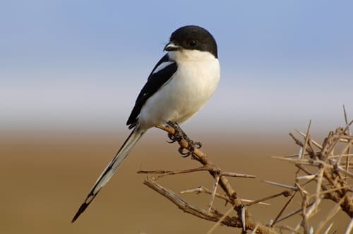 Northern Fiscal
