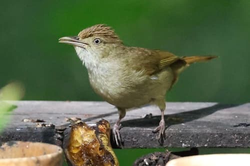 Buff-vented Bulbul
