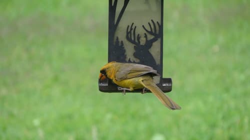 Northern Cardinal