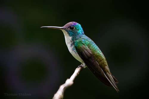 Andean Emerald