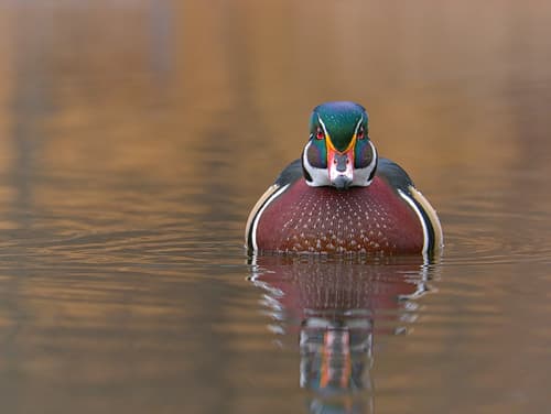 Wood Duck