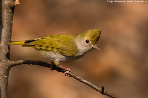 White-bellied Erpornis