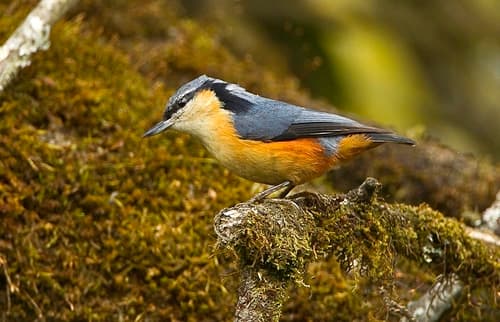 White-tailed Nuthatch