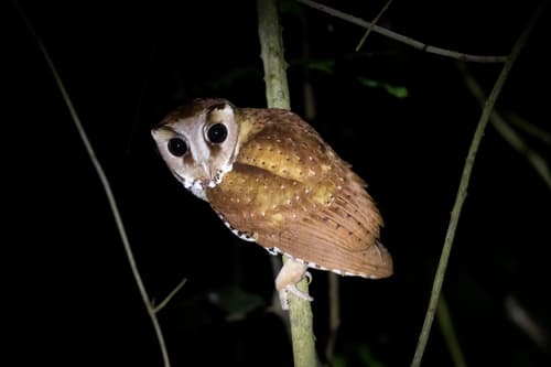 Oriental Bay Owl