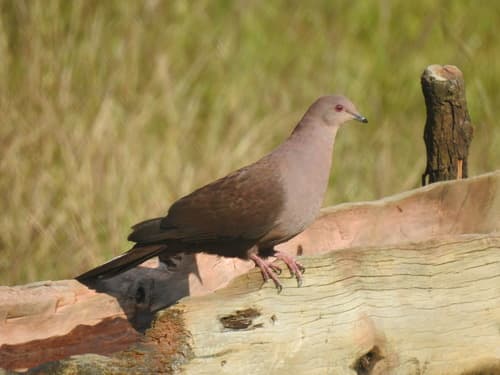 Ruddy Pigeon