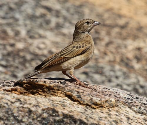 Lark-like Bunting