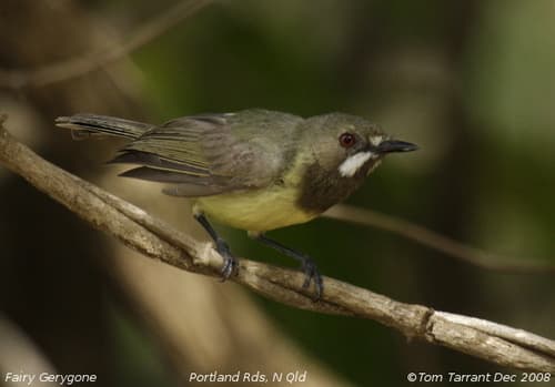 Fairy Gerygone