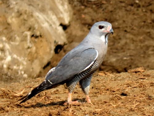 Lizard Buzzard