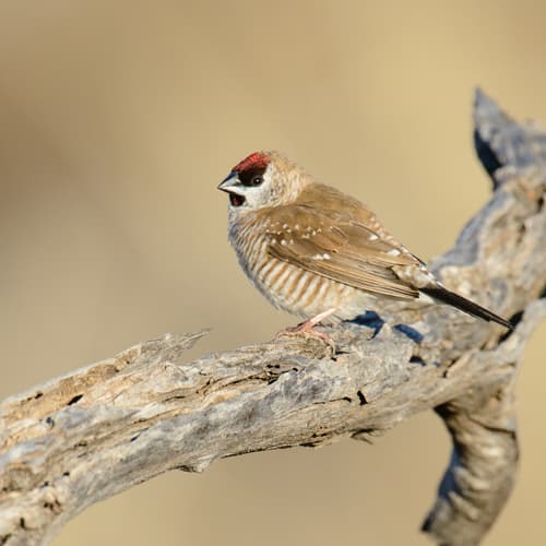 Plum-headed Finch