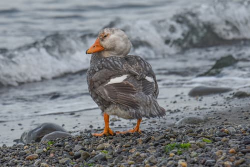 Flightless Steamer Duck