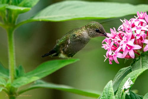 Vervain Hummingbird