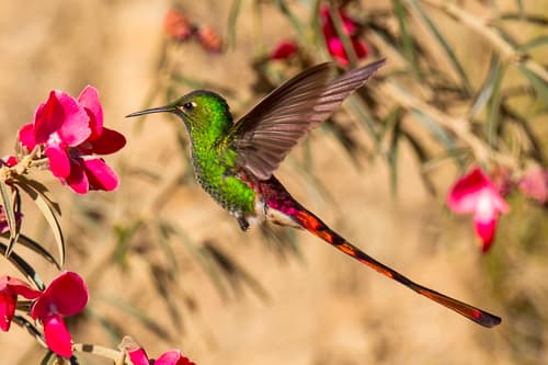 Red-tailed Comet